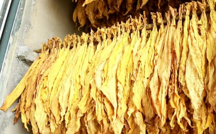 木屑顆粒燃料烘烤煙葉可以嗎？